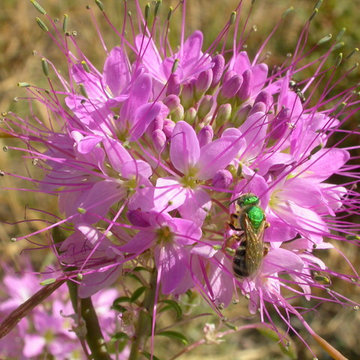Cleome serrulata | Flickr
