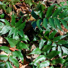 Ferns