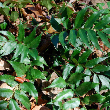 Japanese holly fern