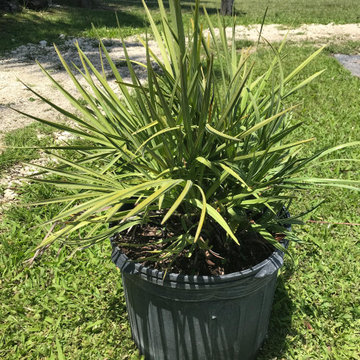 Green Saw Palmetto - 7 Gallons