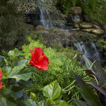 Tropical Backyard Oasis - waterfall and koi pond