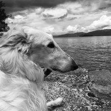 animali in vacanza