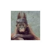 Susan McLean's photo