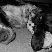 Mutts Munchkins's photo