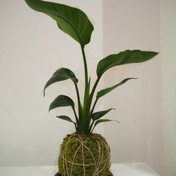 Strelitzia nicolai Kokedama on Concrete - Products