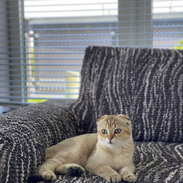 Mamma Mia Couch Covers | High Stretch Pet Protectors