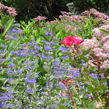 Butterfly Gardens