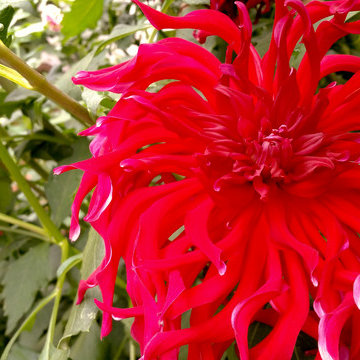 Ballard Backyard