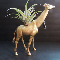 Zoo Keeper Planter and Air Plant - Plants