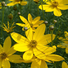 kehoe planting