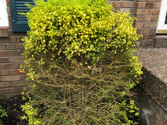 Sunshine Ligustrum Losing Leaves