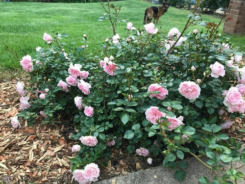 My roses zone 7