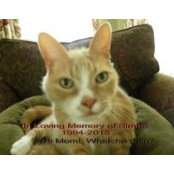 Deborah Kelleher's photo