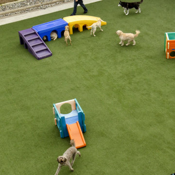 Affectionate Pet Care