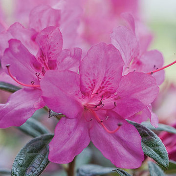 Encore Azalea Autumn Amethyst™