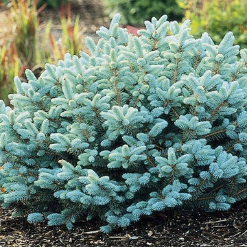 Dwarf Blue Globe Spruce
