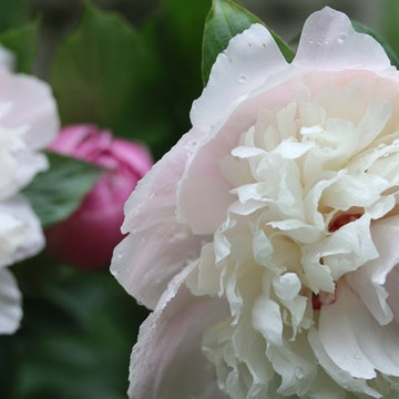 Rosebrook Garden 2017 Garden Tour