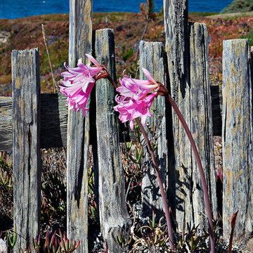 Charles Moore Condo #9 -- Sea Ranch