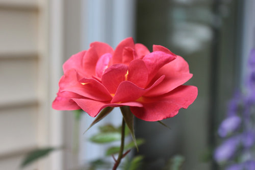 First Bloom Of The Year Cinco De Mayo