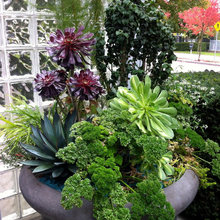 plants