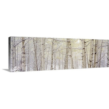 "Autumn Aspens With Snow CO" Canvas Art, 60"x20"x1.25"