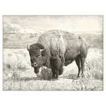 Renwil - "North Range Canvas" Artwork, 48"x36" - A sepia-toned art print of a wild buffalo brings the rugged terrain of the Old West to refined interior walls. Painted accents capture the animal grazing in his natural habitat, accentuating dry desert brush and arid mountainside in lifelike detail. Surrounded by a low profile frame in a cream finish, the rustic nature of this decorative canvas art piece reflects the beauty of fine art photography as it captures beauty in every environment.