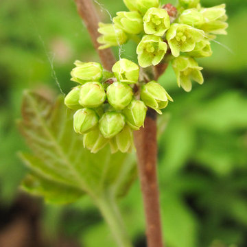 Rhus aromatica ‘Gro-Low‘