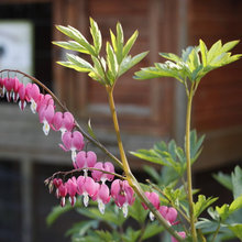 plantes sans eau