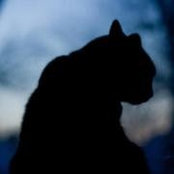 Michelle Collins's photo