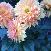 Janie Daniel's photo