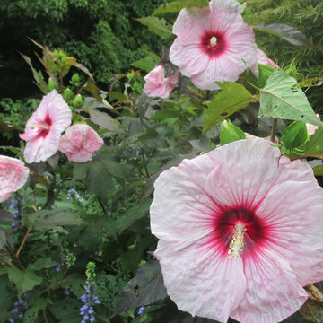 Pollinator Garden's