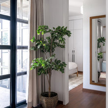 plants