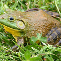 How Wildlife Aid Ecosystems: - Outdoor Fountains And Ponds