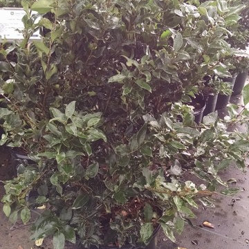 Shrubs
