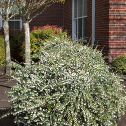Delavay Osmanthus - Plants