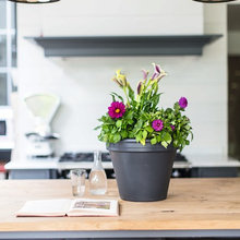 Houseplants
