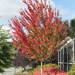 Trees With Outstanding Autumn Colour - Outdoor Products