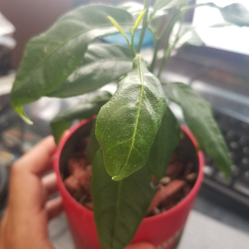 Lemon tree questions