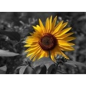 Beths foto