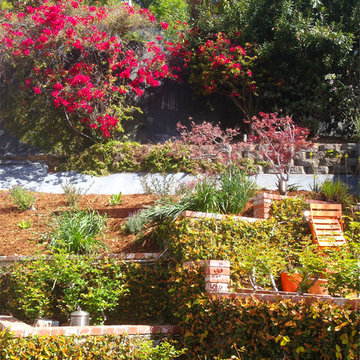 Drought Tolerant-Hill Side