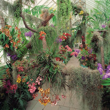 plant orchids