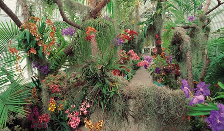 See the Amazing Orchids Unfolding at a New York Garden Show