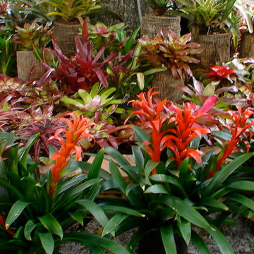 Tropical Accent Plants