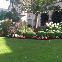 new guinea impatiens