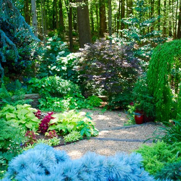 Woodland garden 1