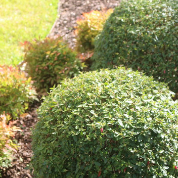 St Kilda East - Garden maintenance Project