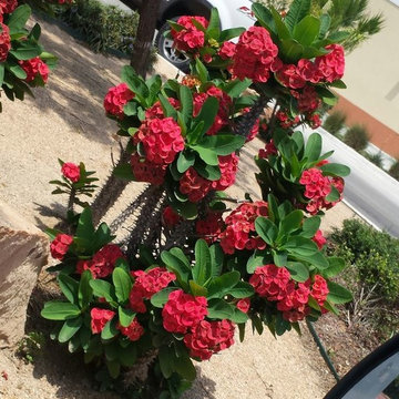 Crown of Thorns