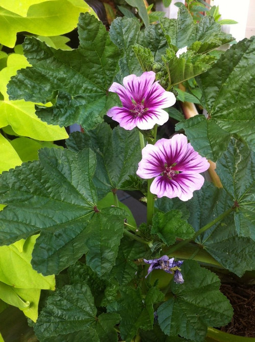 Dwarf Pink/Purple flower, mallow family?
