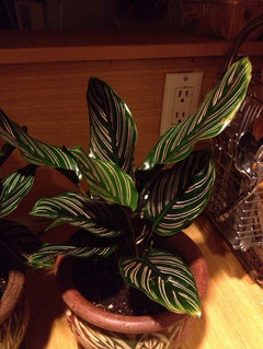 Repotting Calathea's | Houzz Forum