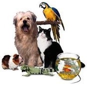 Dogsgowalkin Petsitting's photo